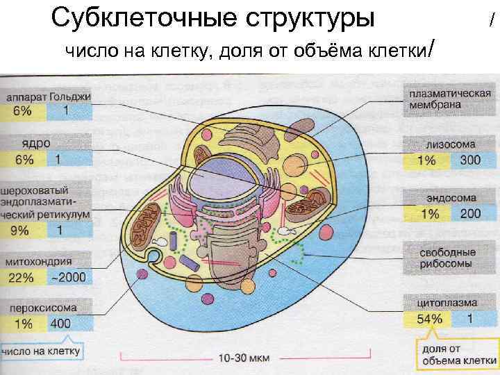 Клетки и субклеточные структуры. Строение субклеточной структуры. Клеточный и субклеточный уровень организации.