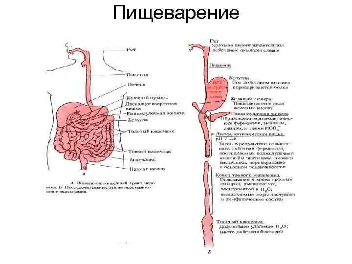 Пищеварение 