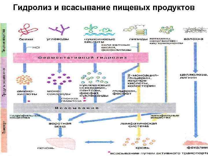 Химические и биохимические процессы