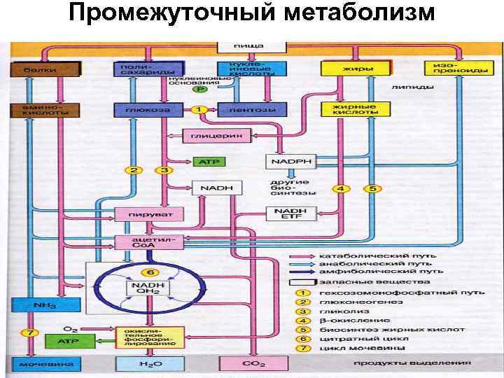 Промежуточный метаболизм 