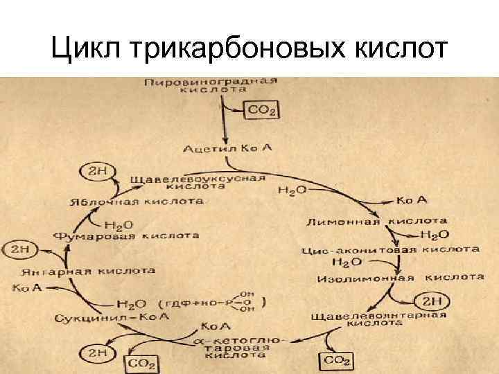 Суммарная реакция цикла трикарбоновых кислот