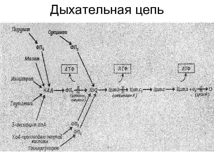 Дыхательная цепь 