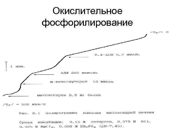 Окислительное фосфорилирование 