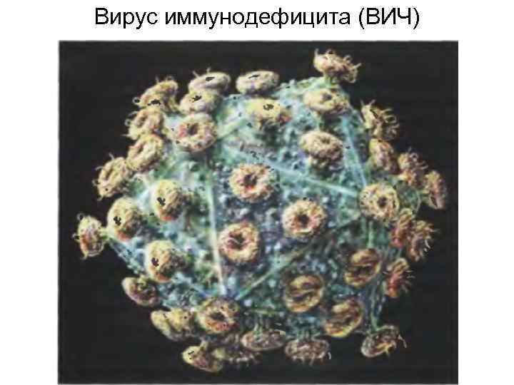 Вирус иммунодефицита (ВИЧ) 