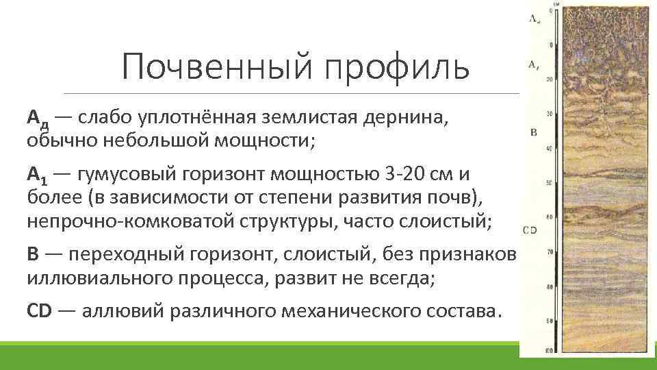 Почвенный профиль Ад — слабо уплотнённая землистая дернина, обычно небольшой мощности; A 1 —