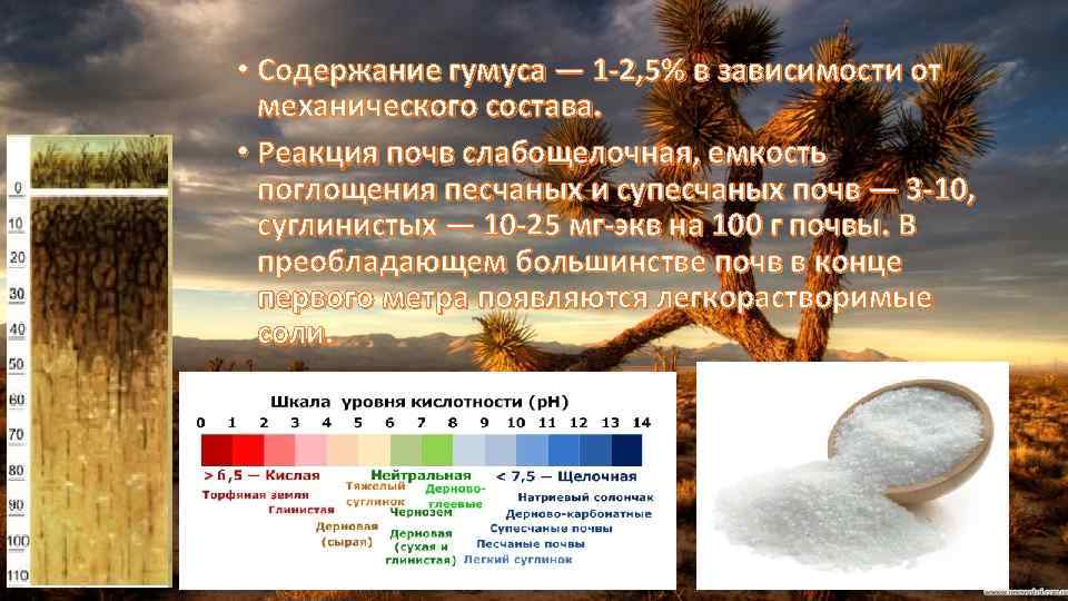  • Содержание гумуса — 1 -2, 5% в зависимости от механического состава. •