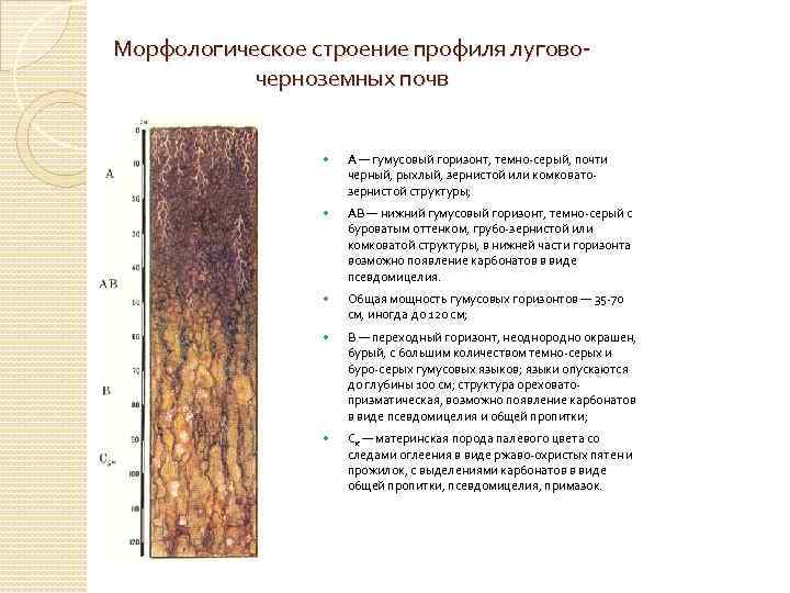 Морфологическое строение профиля луговочерноземных почв А — гумусовый горизонт, темно-серый, почти черный, рыхлый, зернистой