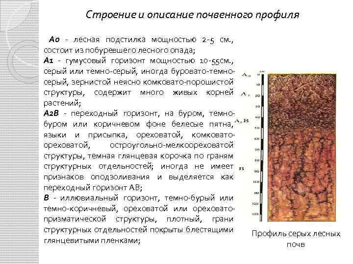 Тип почвы серые лесные