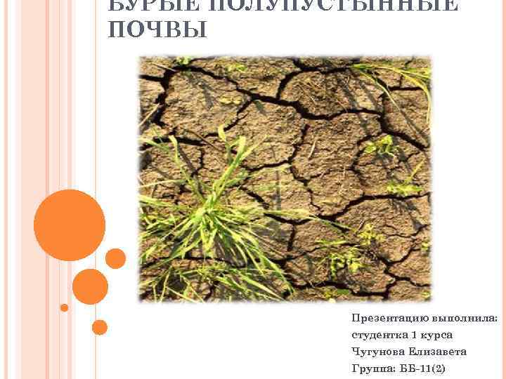 БУРЫЕ ПОЛУПУСТЫННЫЕ ПОЧВЫ Презентацию выполнила: студентка 1 курса Чугунова Елизавета Группа: ББ-11(2) 