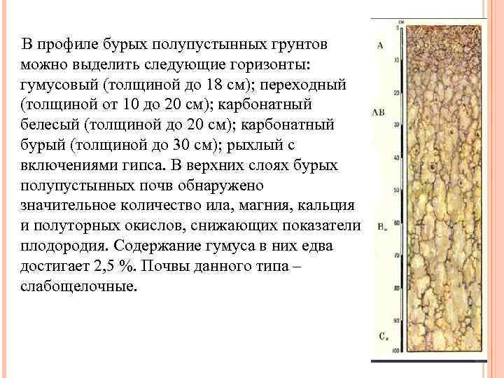  В профиле бурых полупустынных грунтов можно выделить следующие горизонты: гумусовый (толщиной до 18