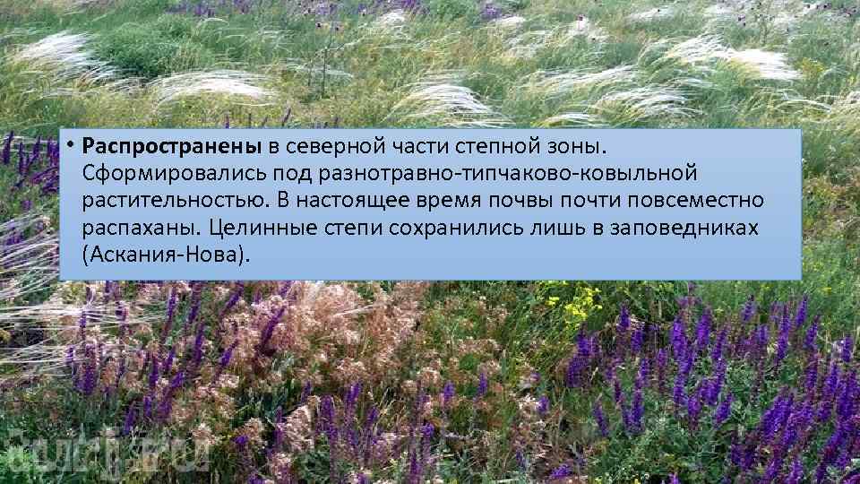  • Распространены в северной части степной зоны. Сформировались под разнотравно-типчаково-ковыльной растительностью. В настоящее