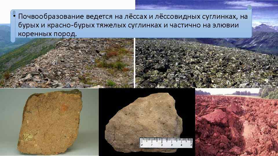  • Почвообразование ведется на лёссах и лёссовидных суглинках, на бурых и красно-бурых тяжелых