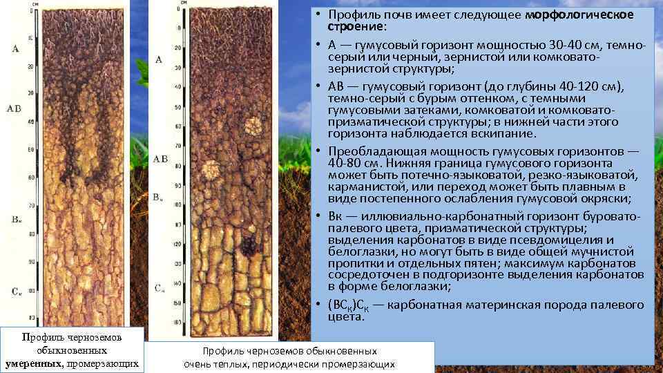  • Профиль почв имеет следующее морфологическое строение: • А — гумусовый горизонт мощностью
