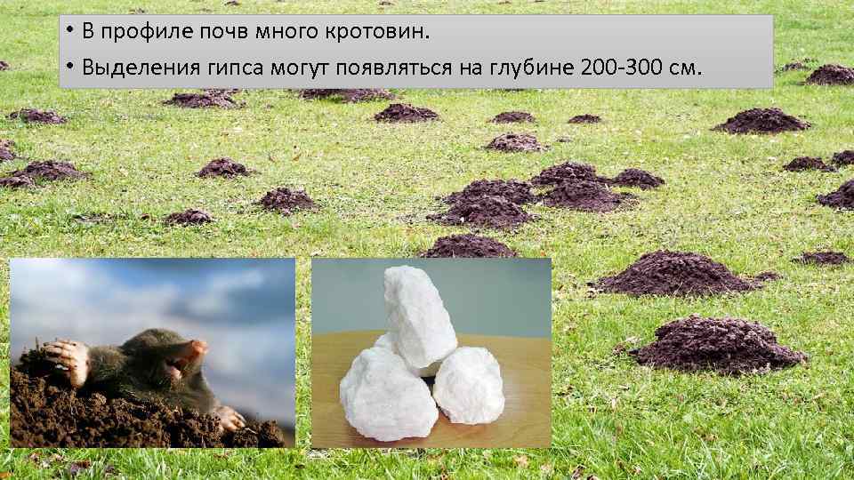  • В профиле почв много кротовин. • Выделения гипса могут появляться на глубине