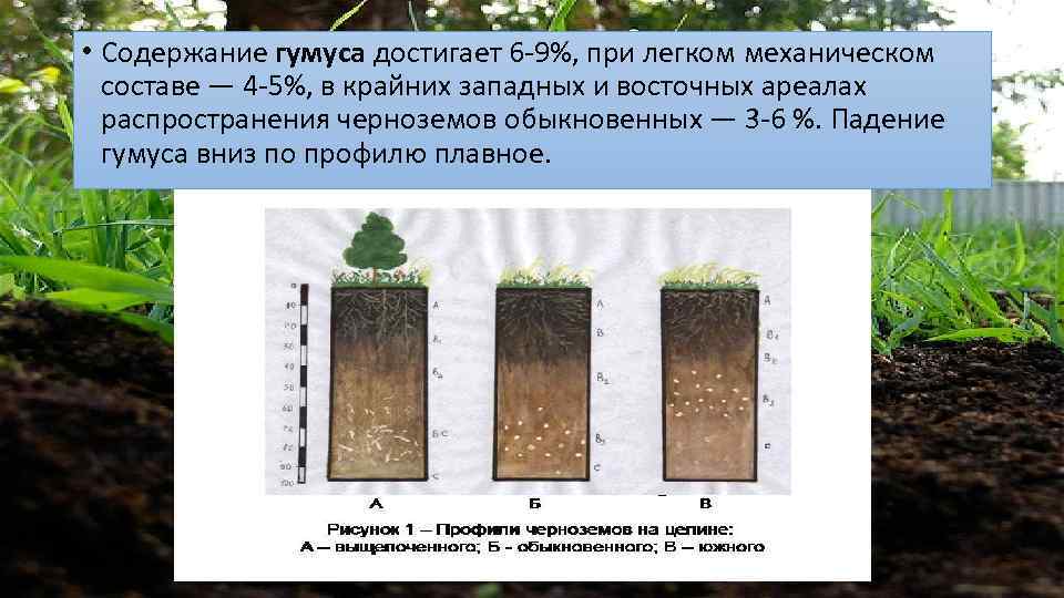  • Содержание гумуса достигает 6 -9%, при легком механическом составе — 4 -5%,