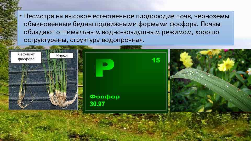  • Несмотря на высокое естественное плодородие почв, черноземы обыкновенные бедны подвижными формами фосфора.