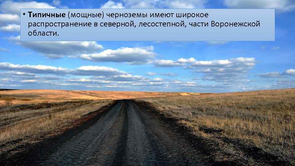  • Типичные (мощные) черноземы имеют широкое распространение в северной, лесостепной, части Воронежской области.