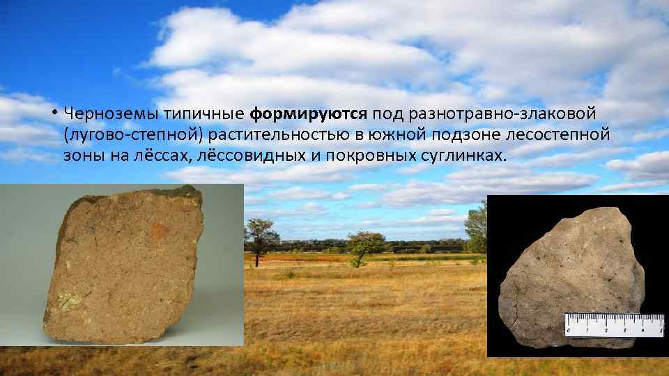  • Черноземы типичные формируются под разнотравно-злаковой (лугово-степной) растительностью в южной подзоне лесостепной зоны