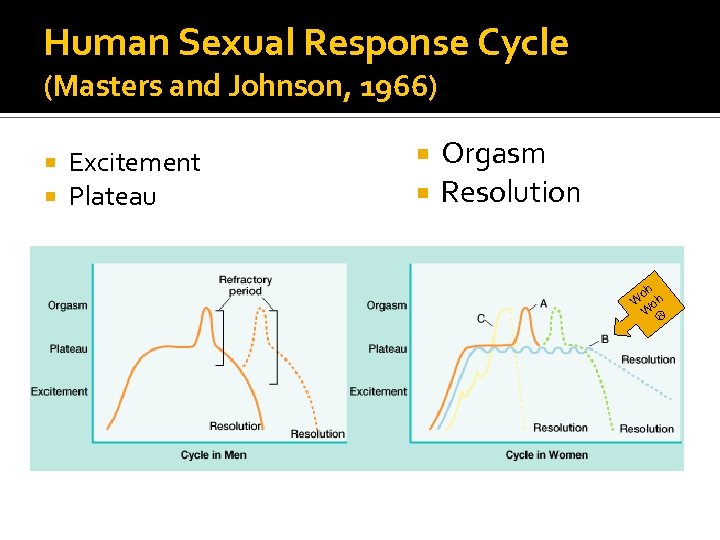 Human Sexual Response Cycle (Masters and Johnson, 1966) Excitement Plateau Orgasm Resolution oh W