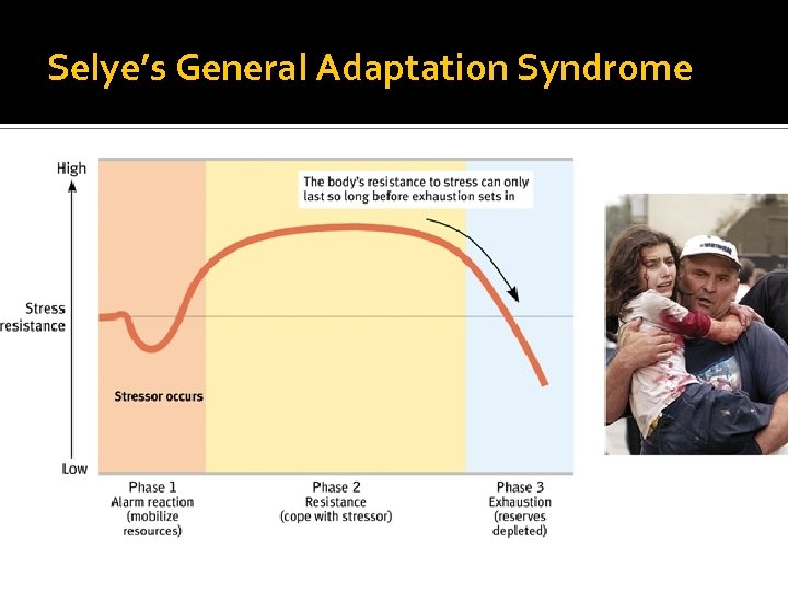 Selye’s General Adaptation Syndrome 
