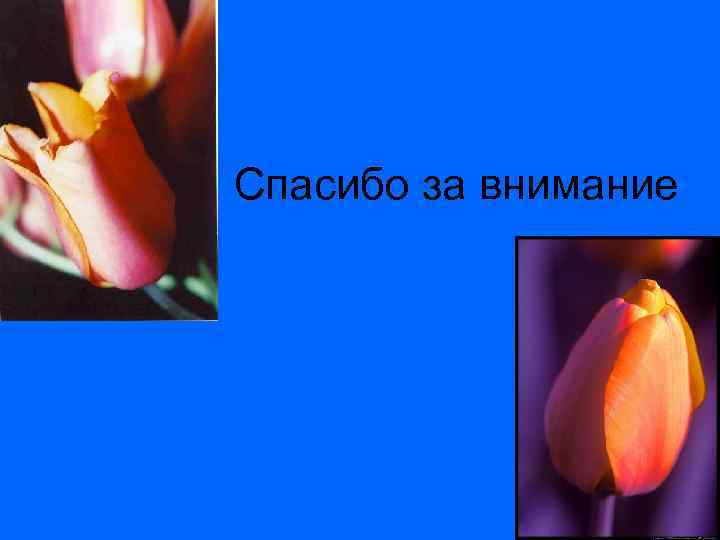 Спасибо за внимание 