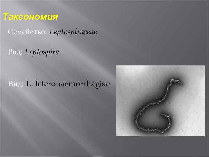 Таксономия Семейство: Leptospiraceae Род: Leptospira Вид: L. Icterohaemorrhagiae 