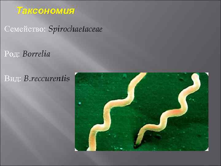 Таксономия Семейство: Spirochaetaceae Род: Borrelia Вид: B. reccurentis 