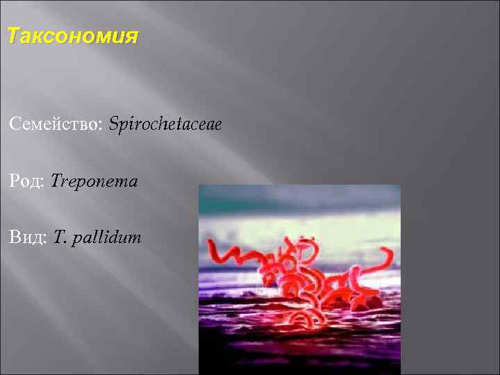 Таксономия Семейство: Spirochetaceae Род: Treponema Вид: T. pallidum 