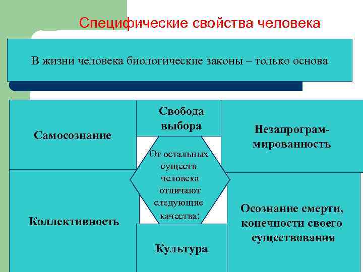 Специфические свойства человека В жизни человека биологические законы – только основа Самосознание Коллективность Свобода