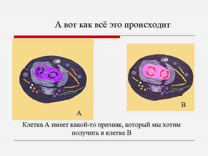 А вот как всё это происходит В А Клетка А имеет какой-то признак, который