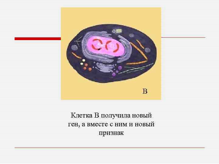 В Клетка В получила новый ген, а вместе с ним и новый признак 