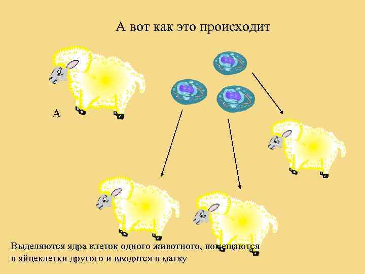 А вот как это происходит А Выделяются ядра клеток одного животного, помещаются в яйцеклетки