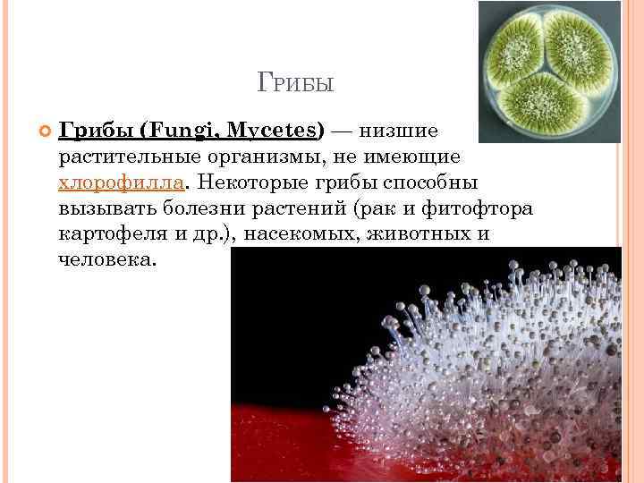 ГРИБЫ Грибы (Fungi, Mycetes) — низшие растительные организмы, не имеющие хлорофилла. Некоторые грибы способны