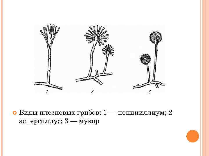  Виды плесневых грибов: 1 — пениииллиум; 2 аспергиллус; 3 — мукор 