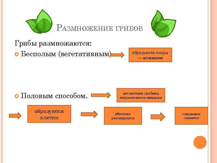 РАЗМНОЖЕНИЕ ГРИБОВ Грибы размножаются: Бесполым (вегетативным) Половым способом. образуются клетки образуются споры — конидии