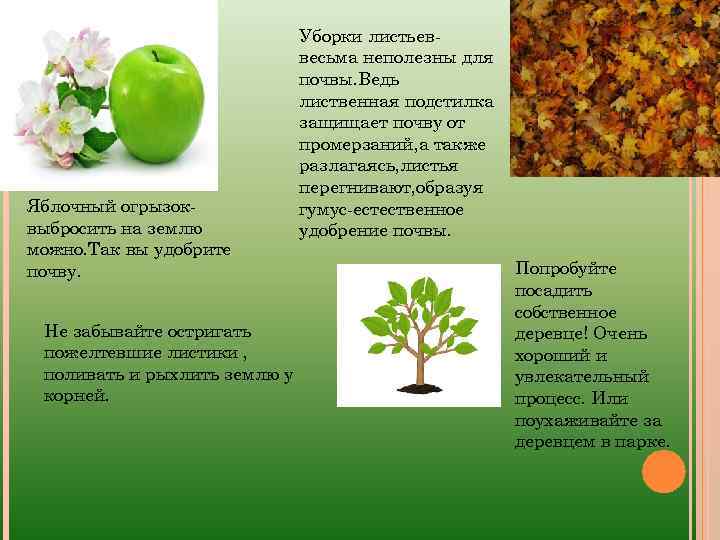 Яблочный огрызоквыбросить на землю можно. Так вы удобрите почву. Не забывайте остригать пожелтевшие листики