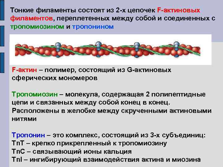 Тонкие филаменты состоят из 2 -х цепочек F-актиновых филаментов, переплетенных между собой и соединенных
