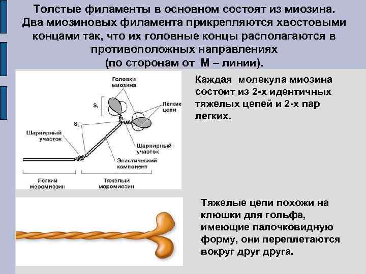 Толстые филаменты в основном состоят из миозина. Два миозиновых филамента прикрепляются хвостовыми концами так,