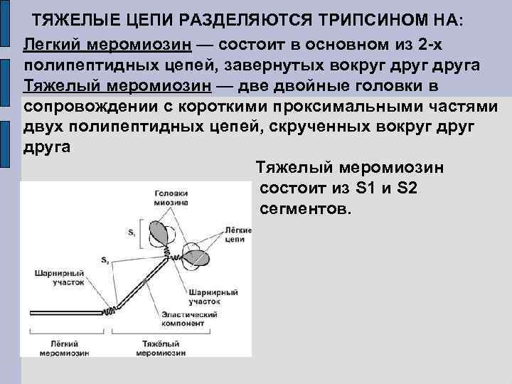 ТЯЖЕЛЫЕ ЦЕПИ РАЗДЕЛЯЮТСЯ ТРИПСИНОМ НА: Легкий меромиозин — состоит в основном из 2 -х