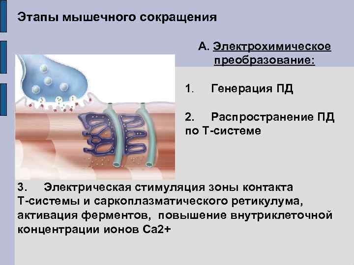 Этапы мышечного сокращения А. Электрохимическое преобразование: 1. Генерация ПД 2. Распространение ПД по Т-системе