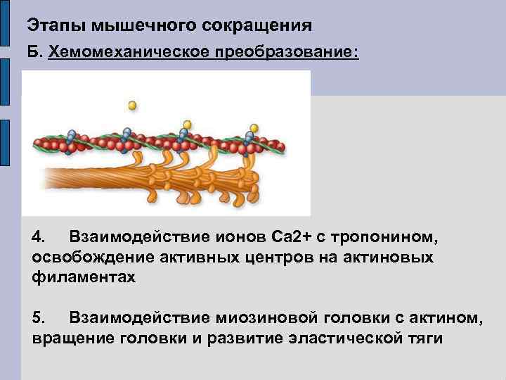 Этапы мышечного сокращения Б. Хемомеханическое преобразование: 4. Взаимодействие ионов Са 2+ с тропонином, освобождение