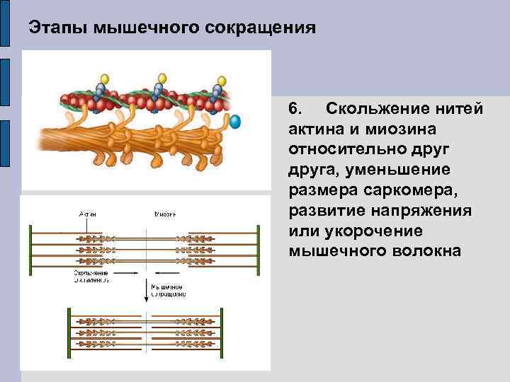 Этапы мышечного сокращения 6. Скольжение нитей актина и миозина относительно друга, уменьшение размера саркомера,