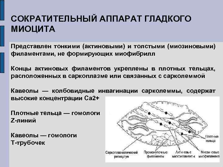 СОКРАТИТЕЛЬНЫЙ АППАРАТ ГЛАДКОГО МИОЦИТА Представлен тонкими (актиновыми) и толстыми (миозиновыми) филаментами, не формирующих миофибрилл