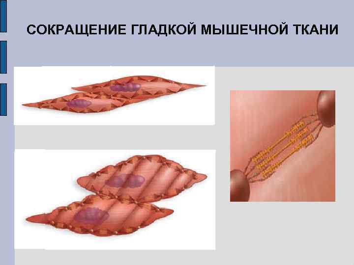 СОКРАЩЕНИЕ ГЛАДКОЙ МЫШЕЧНОЙ ТКАНИ 