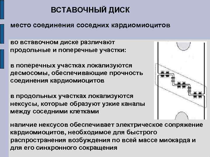 ВСТАВОЧНЫЙ ДИСК место соединения соседних кардиомиоцитов во вставочном диске различают продольные и поперечные участки: