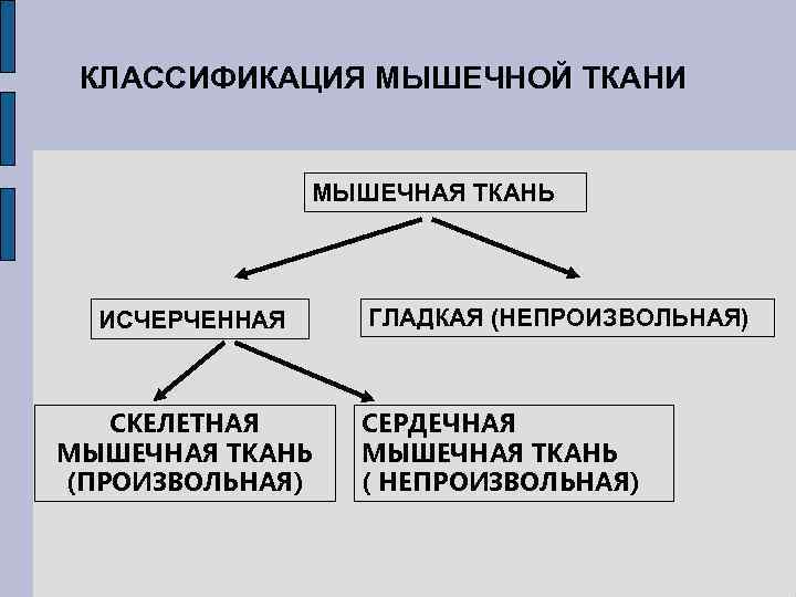 Функциональная классификация тканей. Классификация гладких мышечных тканей. Схема классификации мышечной ткани. Классификация мыщечно ткань. Классификация мышечной таки.