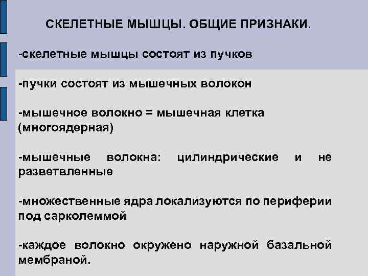 СКЕЛЕТНЫЕ МЫШЦЫ. ОБЩИЕ ПРИЗНАКИ. -скелетные мышцы состоят из пучков -пучки состоят из мышечных волокон