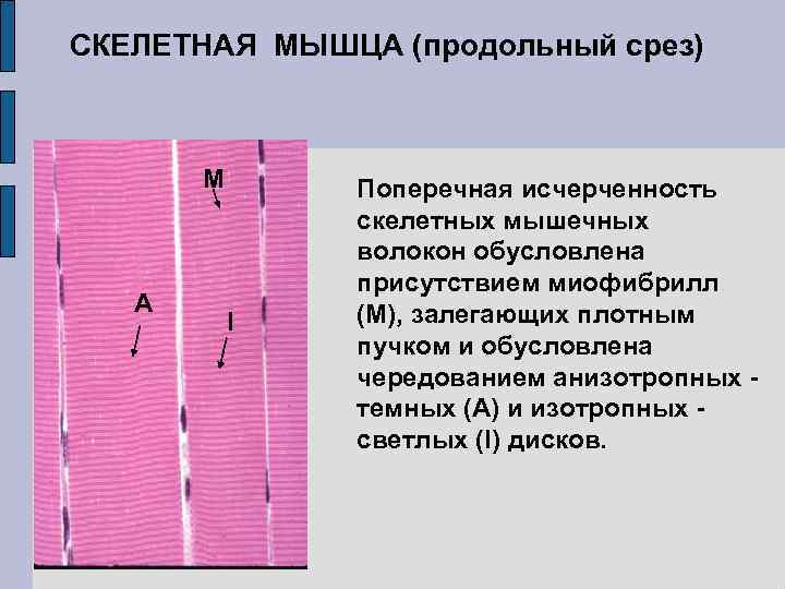 СКЕЛЕТНАЯ МЫШЦА (продольный срез) M A I Поперечная исчерченность скелетных мышечных волокон обусловлена присутствием