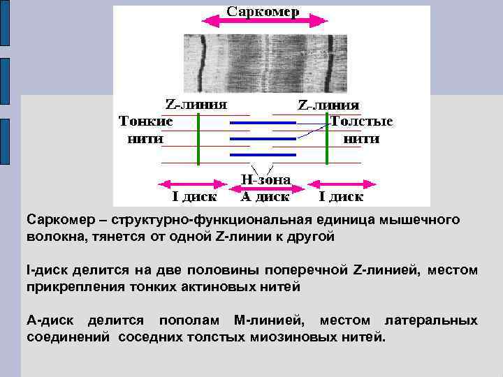 Саркомер – структурно-функциональная единица мышечного волокна, тянется от одной Z-линии к другой I-диск делится