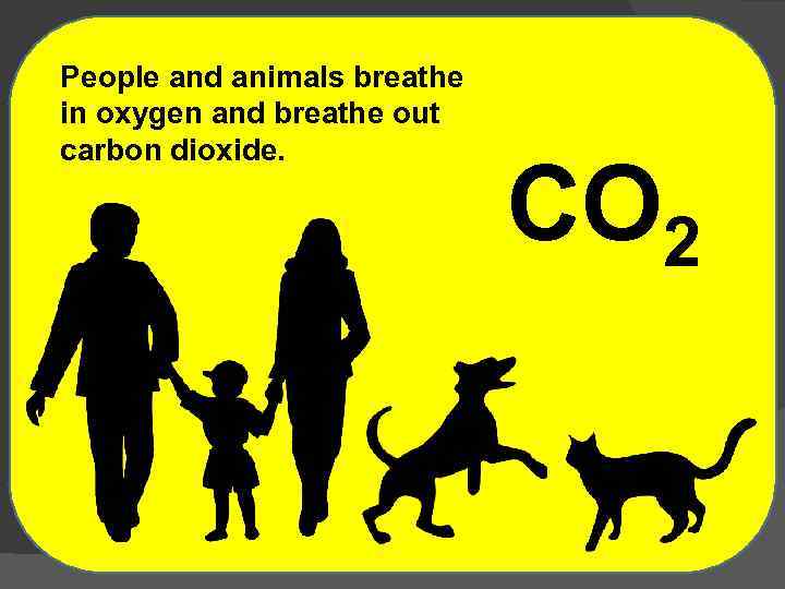 People and animals breathe in oxygen and breathe out carbon dioxide. CO 2 